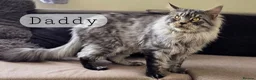 Maine Coon cats for sale: READY AUGUST- Tica Pedigree Maine Coons - Advert 32