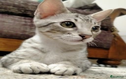 Savannah cats for sale: F3 savannah girls Tica reg + silver boy - Image 12