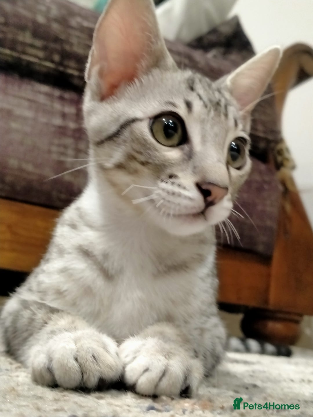 Savannah cats for sale: F3 savannah girls Tica reg + silver boy - Image 12