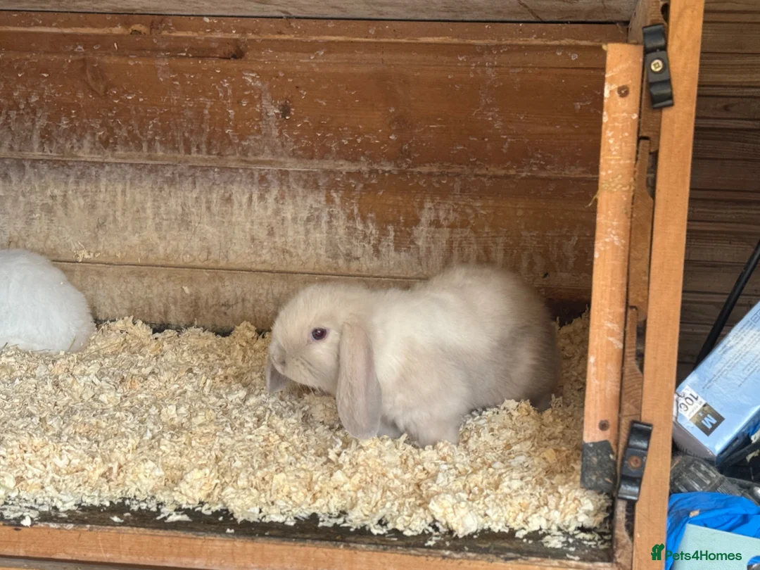 Mini Lop rabbits for sale: Mini lop - Advert 16