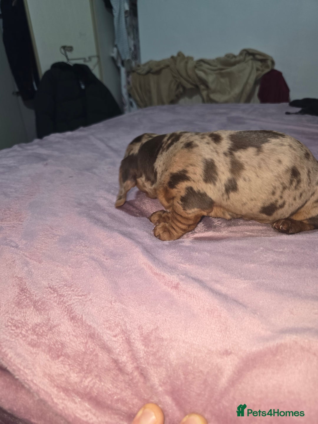 Miniature Dachshund dogs for sale: True to type kc dad home raised both parents here - Advert 9