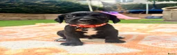Springador dogs for sale: Beautiful Springador Puppies 🐾 - Advert 10