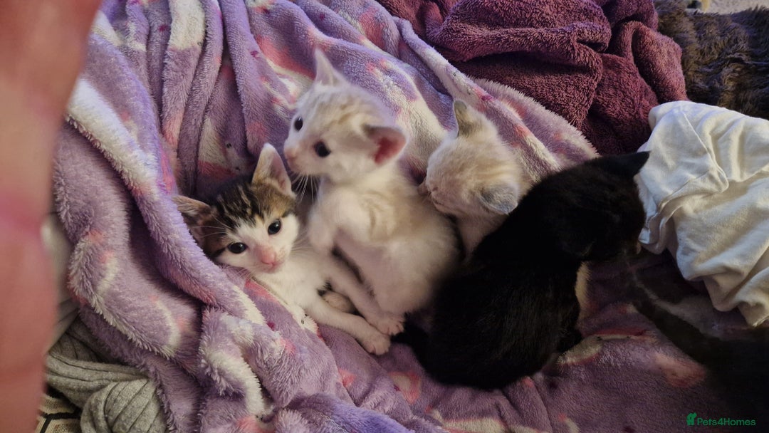 Bengal cats for sale: 4 bengal cross tabby kittens  - Image 9