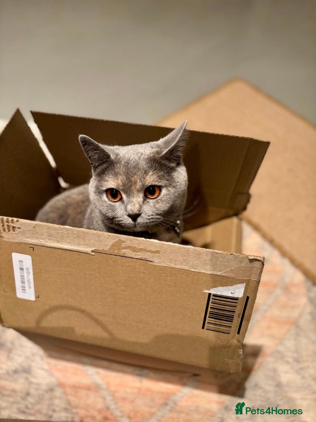 Scottish Fold cats for sale: Beautiful 3 Yr Old Scottish Fold - Advert 7