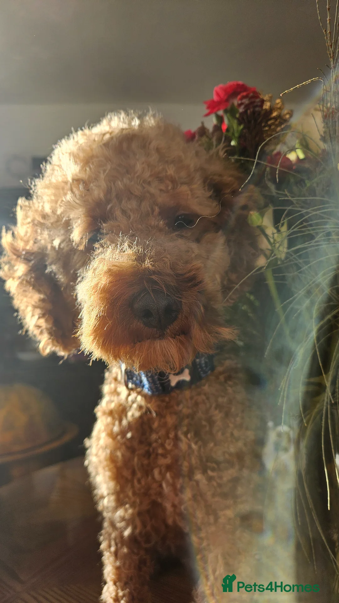 Toy Poodle dogs for stud: Proven toy poddle stud - Advert 2