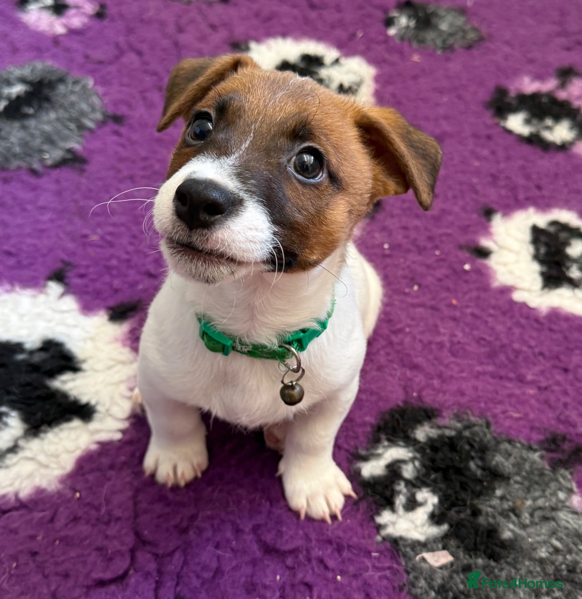 Jack Russell dogs Bred From Health Tested Parents - Advert 2