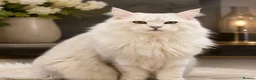 Maine Coon cats for sale: Registered with tica - Advert 2