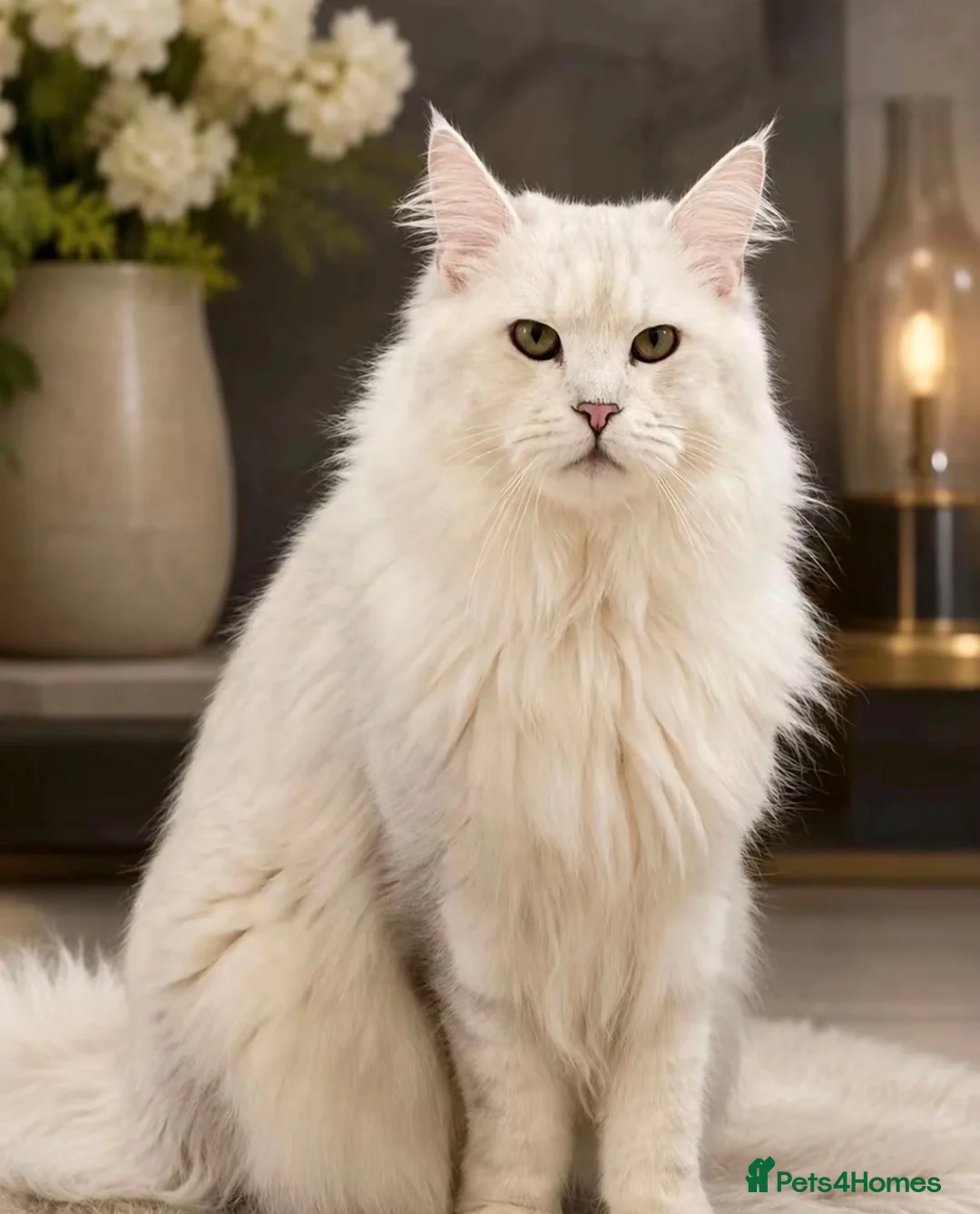 Maine Coon cats for sale: Registered with tica - Advert 2