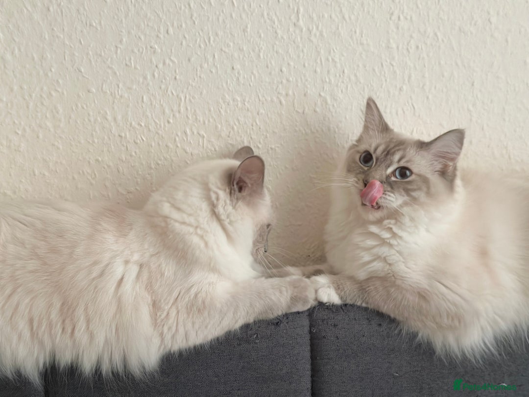 Ragdoll cats for sale: Retired Queen and Stud - Advert 8