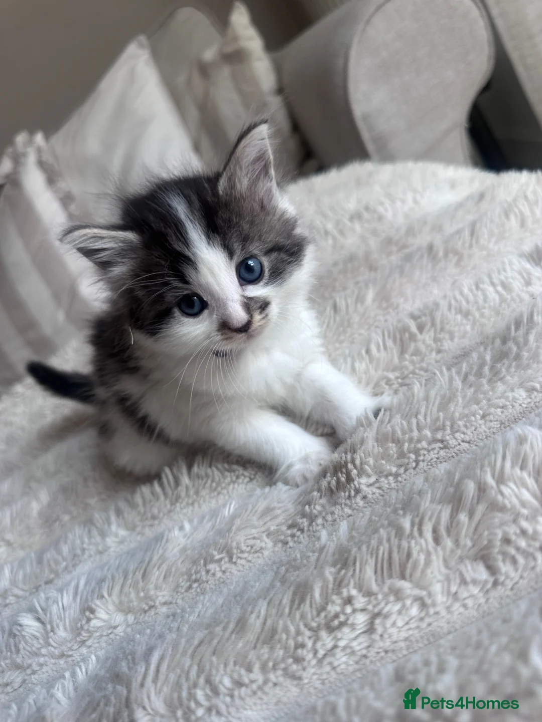 Mixed Breed cats for sale: Ragdoll x tuxedo - Advert 5