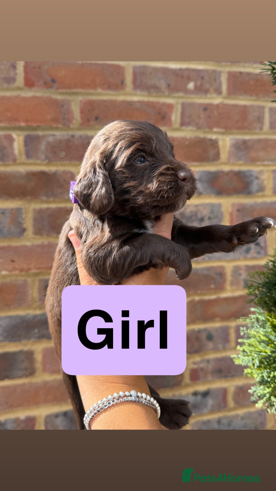 Sprocker dogs for sale: 6 beautiful sprocker - Advert 6