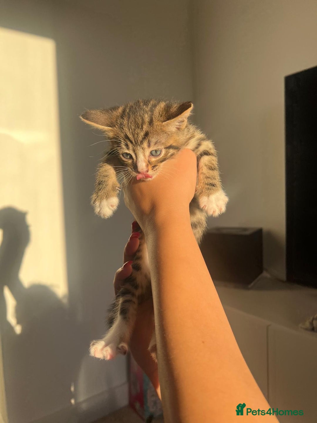 Bengal cats for sale: Beautiful Half Bengal Kittens - Advert 20