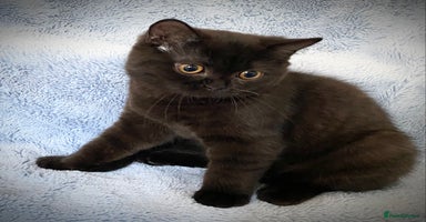 British Shorthair cats in Cannock - Advert 12