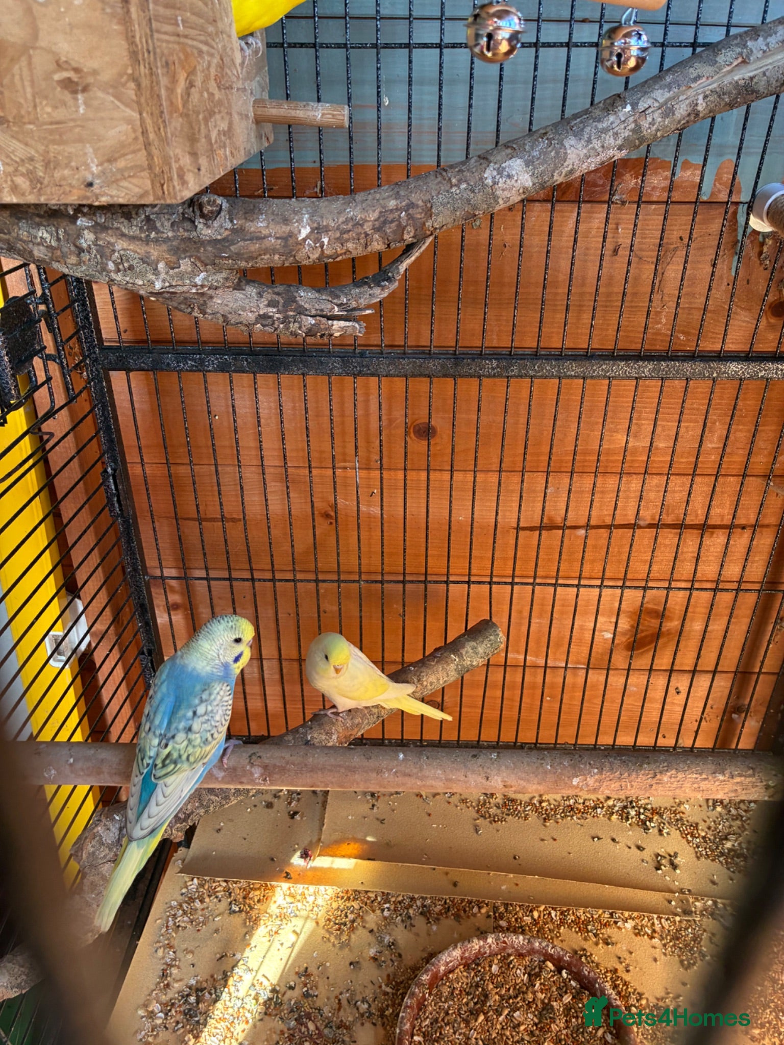 Budgerigars birds budgies  - Advert 1