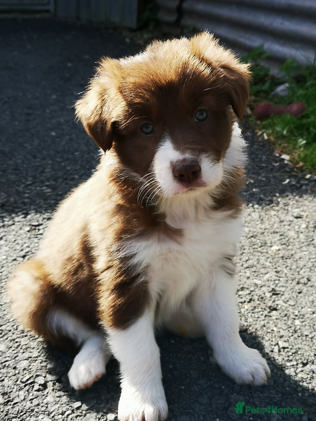 Border Collie dogs for sale: Stunning Fluffy Border Collies Puppies for Sale - Image 18