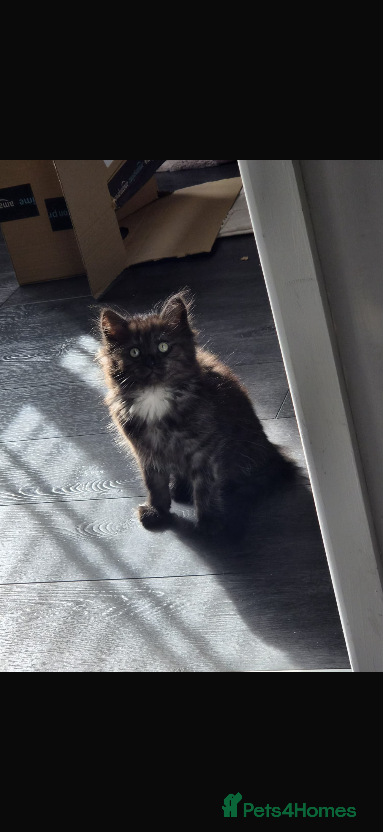 Nebelung cats 💎 Nebelung X PersianxMaincoon 💎 - Advert 2