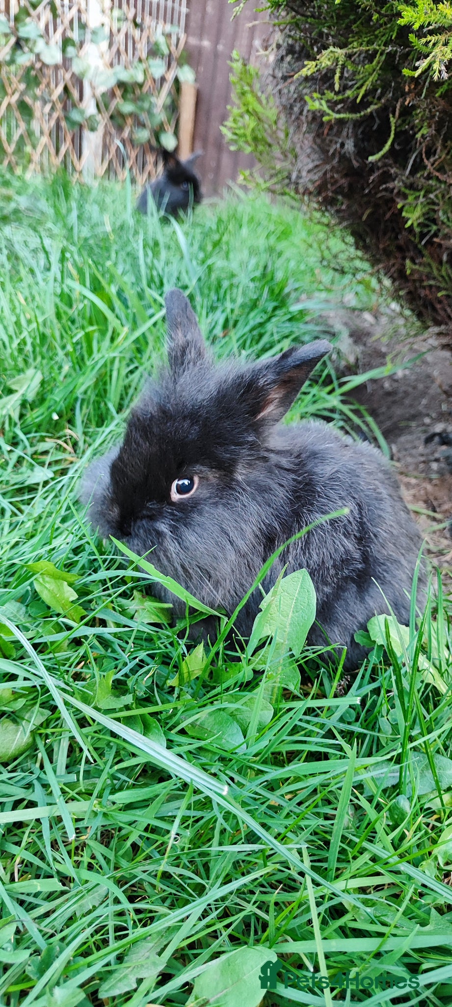 Mini Lop rabbits Beautiful mini lops  - Advert 3