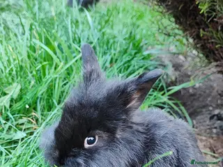 Mini Lop rabbits Beautiful mini lops - Advert 3