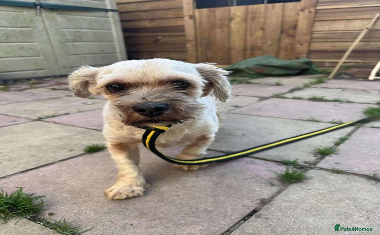Shih Tzu dogs - Advert 1