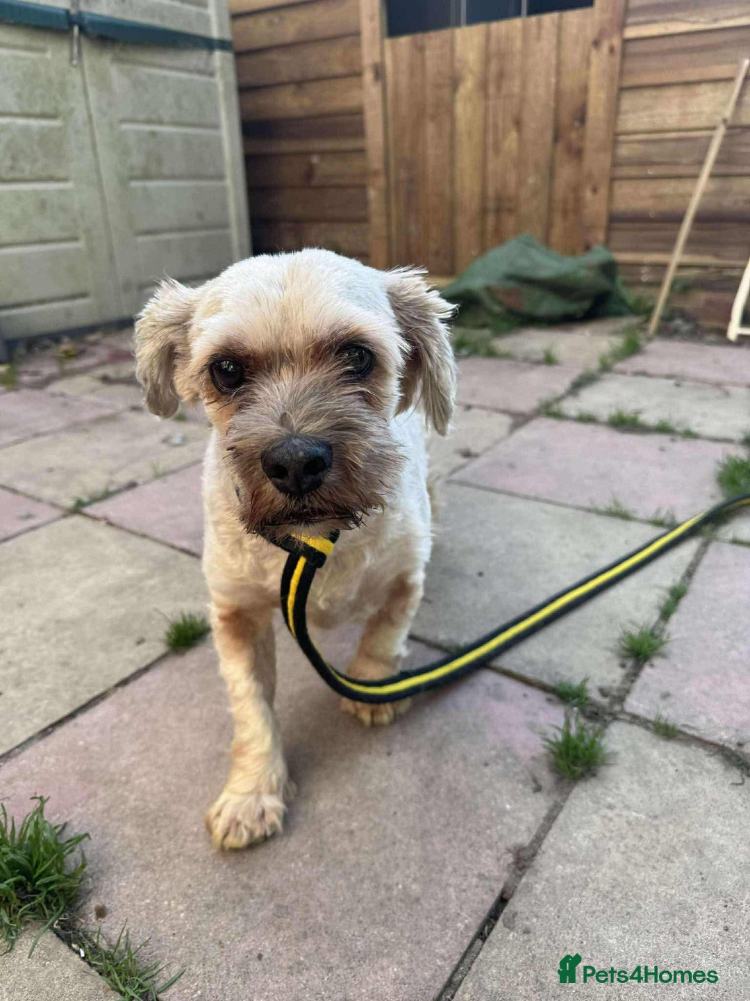 Shih Tzu dogs for adoption: Arlo - Fakenham Norfolk  - Image 1