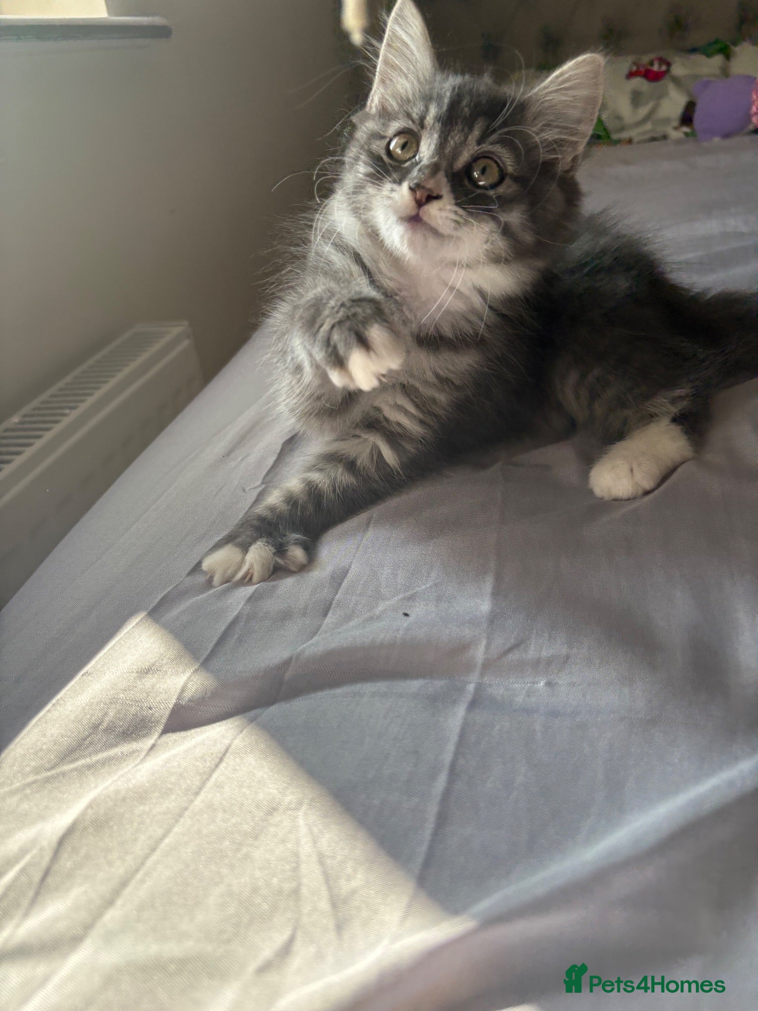 Ragdoll cats Kitten - Advert 15