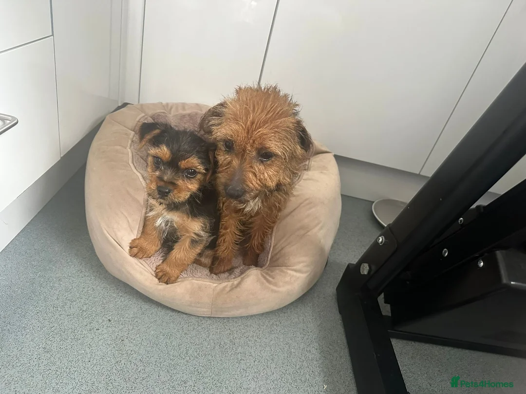 Mixed Breed dogs for sale: Border terrier X jack Russell in Harlow - Advert 2
