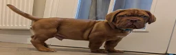 Dogue De Bordeaux dogs for sale: Pedigree chunky pups ready on Tuesday  - Advert 24