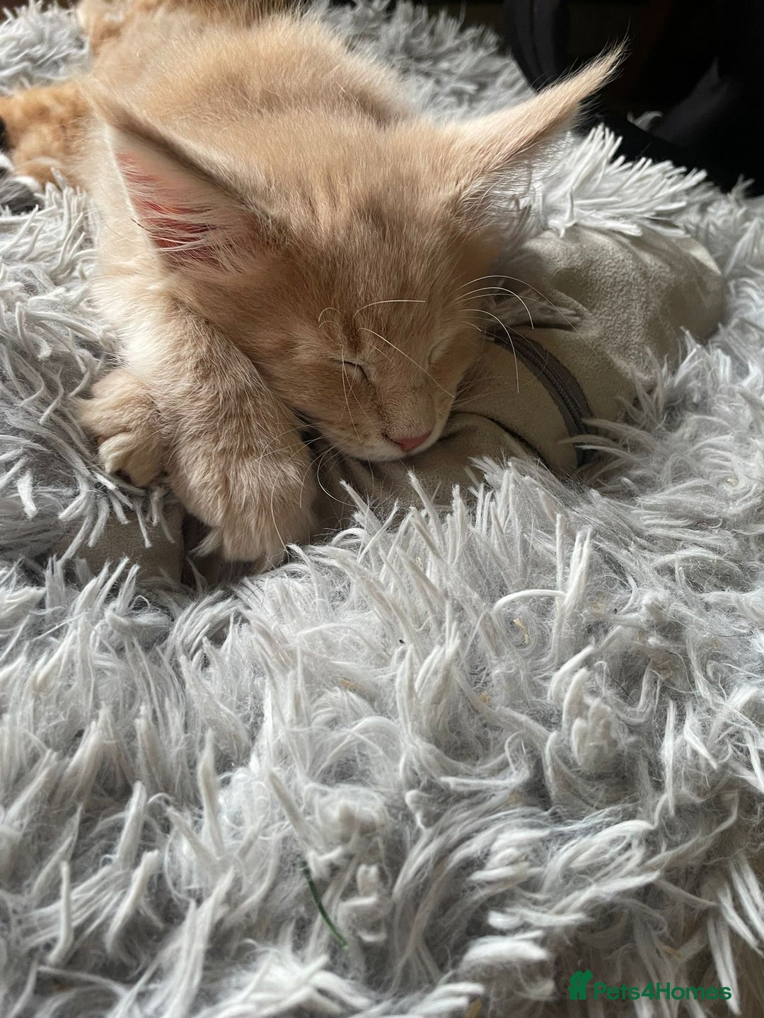 Maine Coon cats for sale: Ready now Beautiful chunky Maine coon kittens - Advert 4