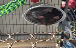 Rat rodents for sale: 3 female dumbo rats - Image 1