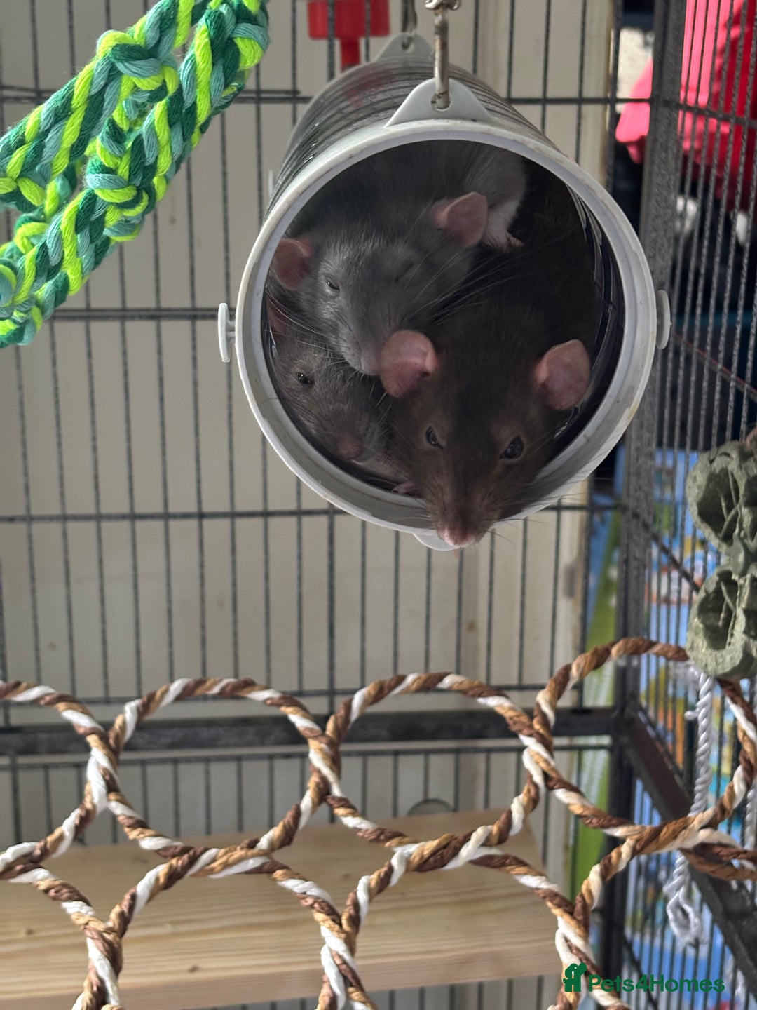 Rat rodents for sale: 3 female dumbo rats - Image 1