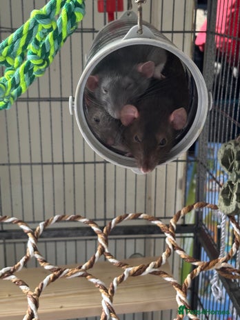 Rat rodents - Advert 3