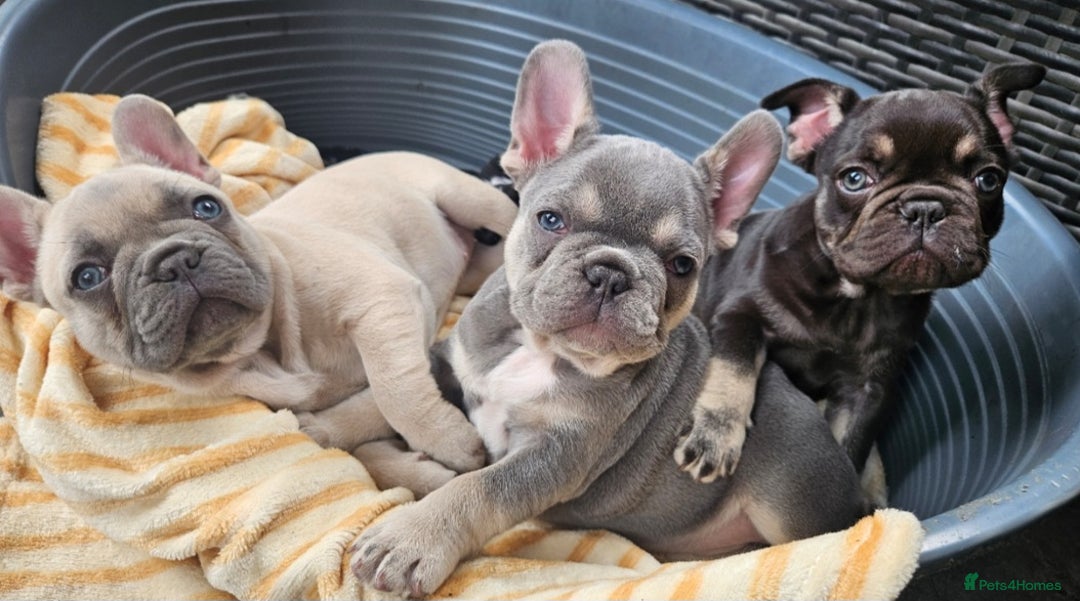 French Bulldog dogs for sale: READY FOR NEW HOME french bulldogs🩷🩷🩵 - Image 2