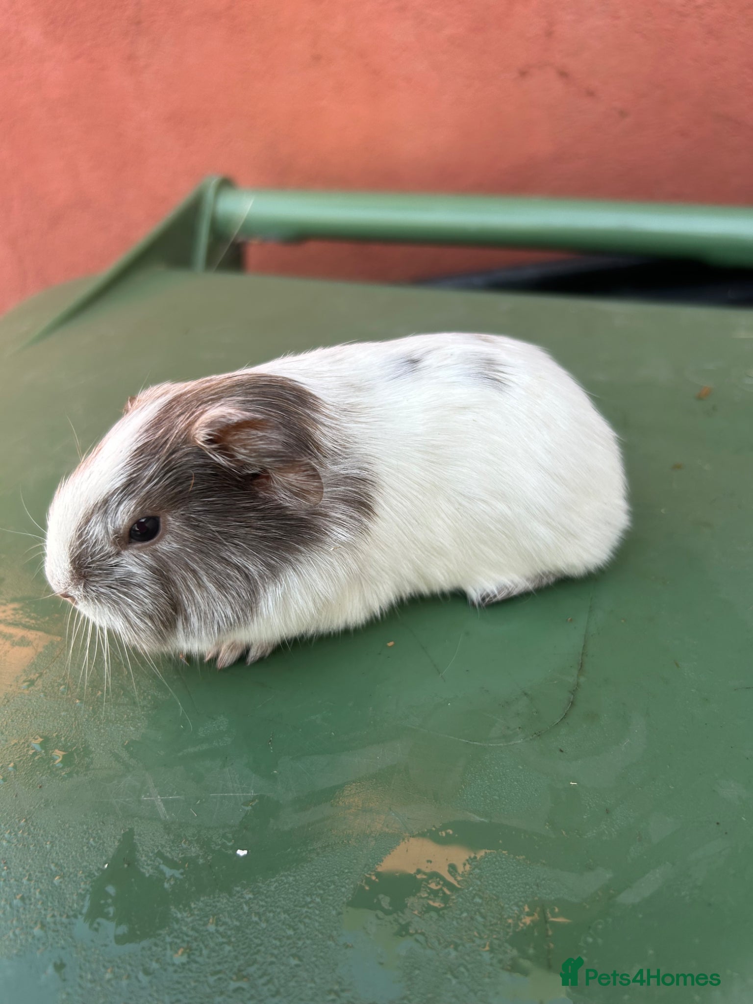 Guinea Pig rodents Baby boar guinea pigs - Advert 2