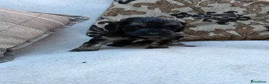 Cockapoo 6