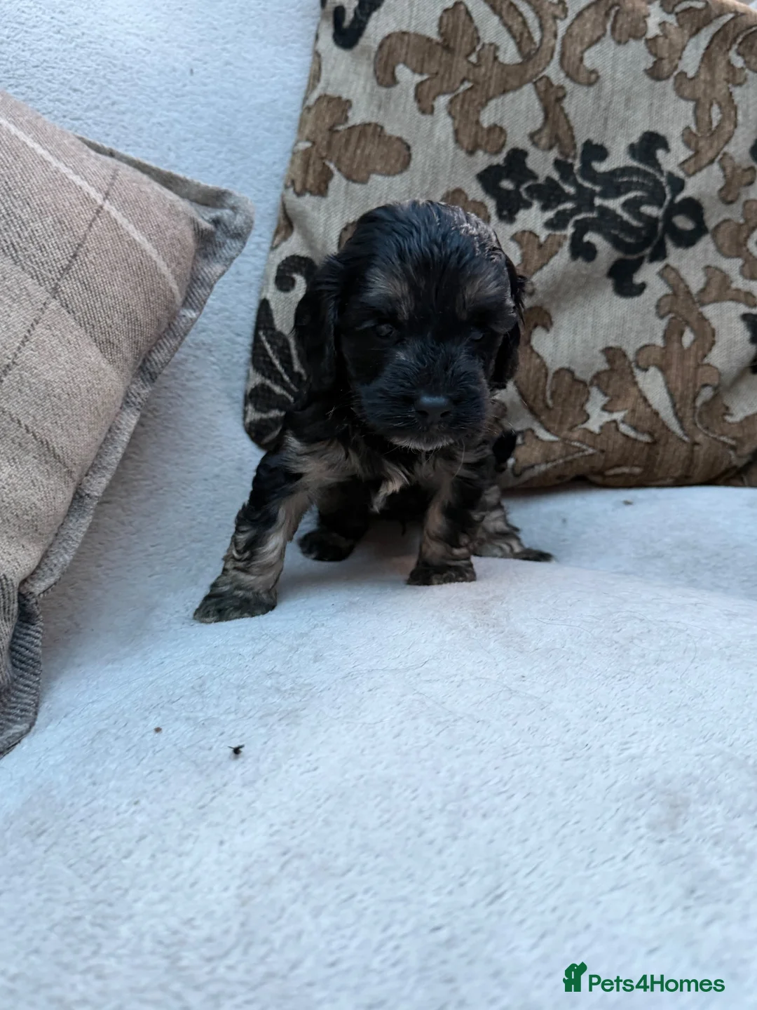 Cockapoo dogs for sale: F1 Cockerpoos  in Northwich - Advert 10