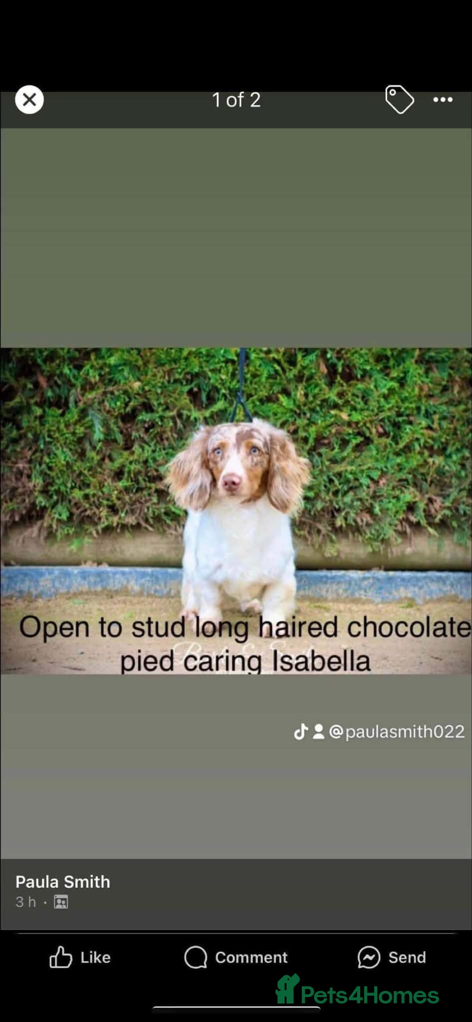 Dachshund dogs Longcoat chocolate and tan Miniature dashound boy - Advert 2