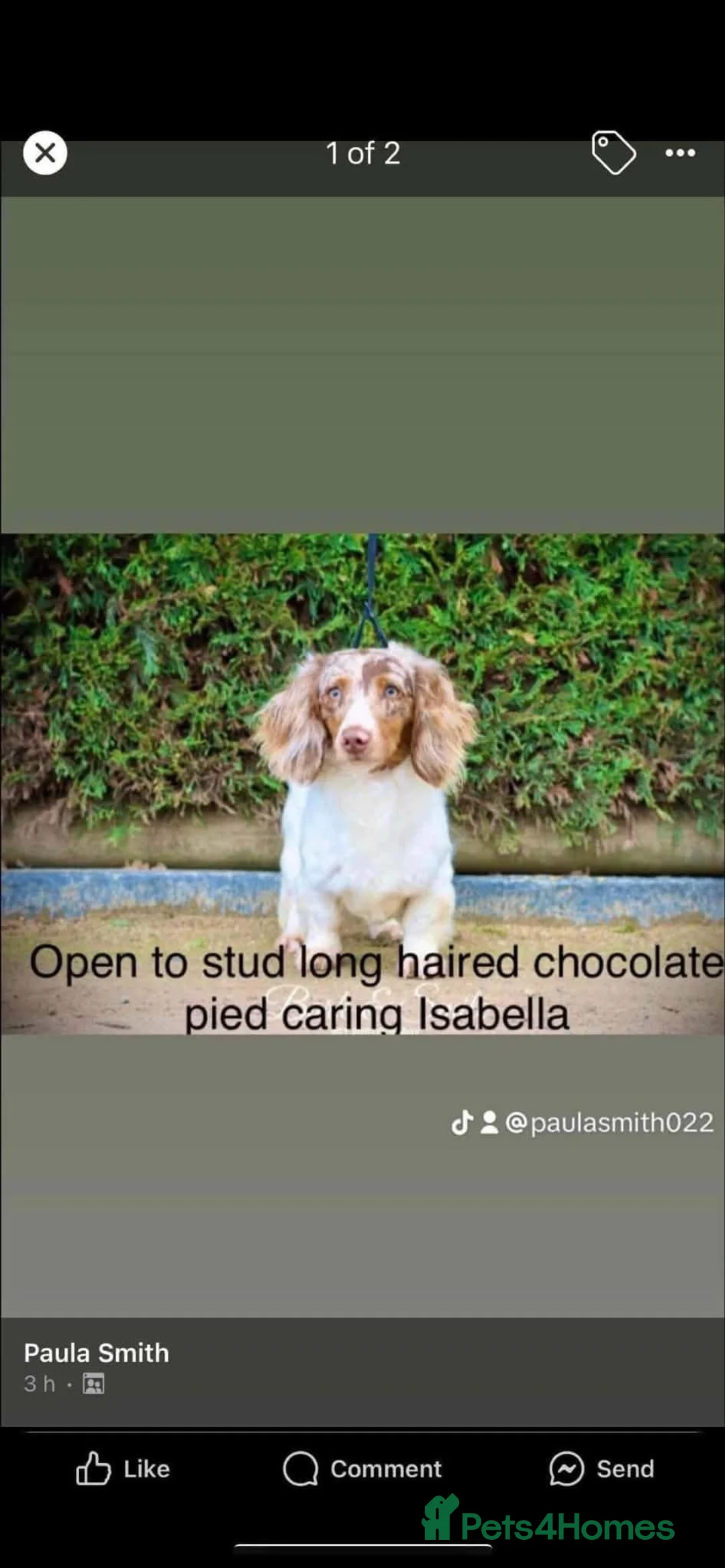 Dachshund dogs for sale: Longcoat chocolate and tan Miniature dashound boy in Walsall - Advert 2
