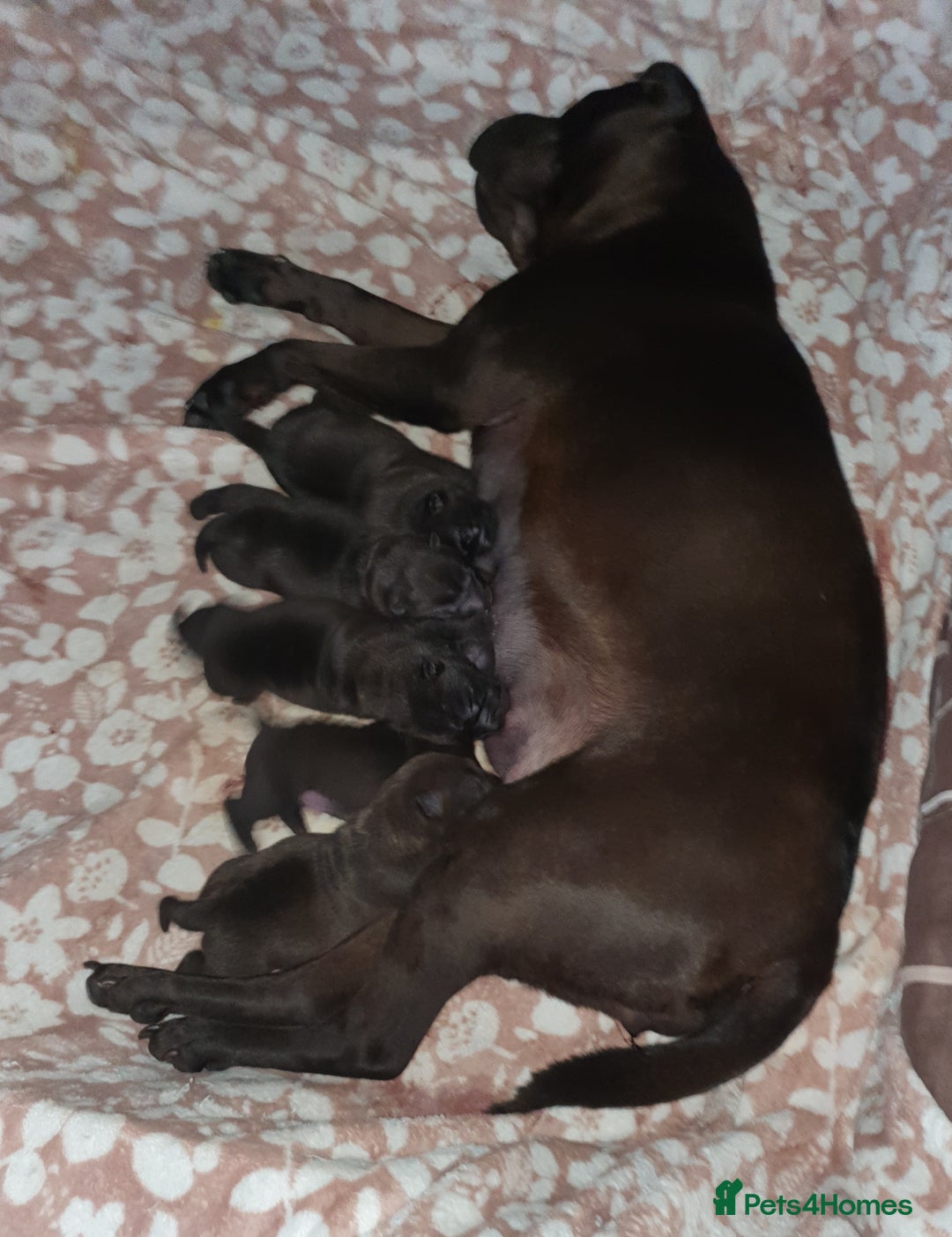Shar Pei dogs for sale: Stunning KC Registered Shar Pei puppies - Advert 1