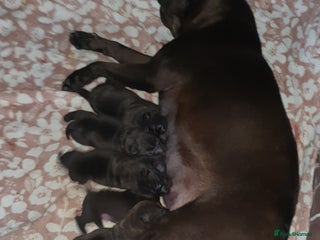 Shar Pei dogs Stunning KC Registered Shar Pei puppies - Advert 1