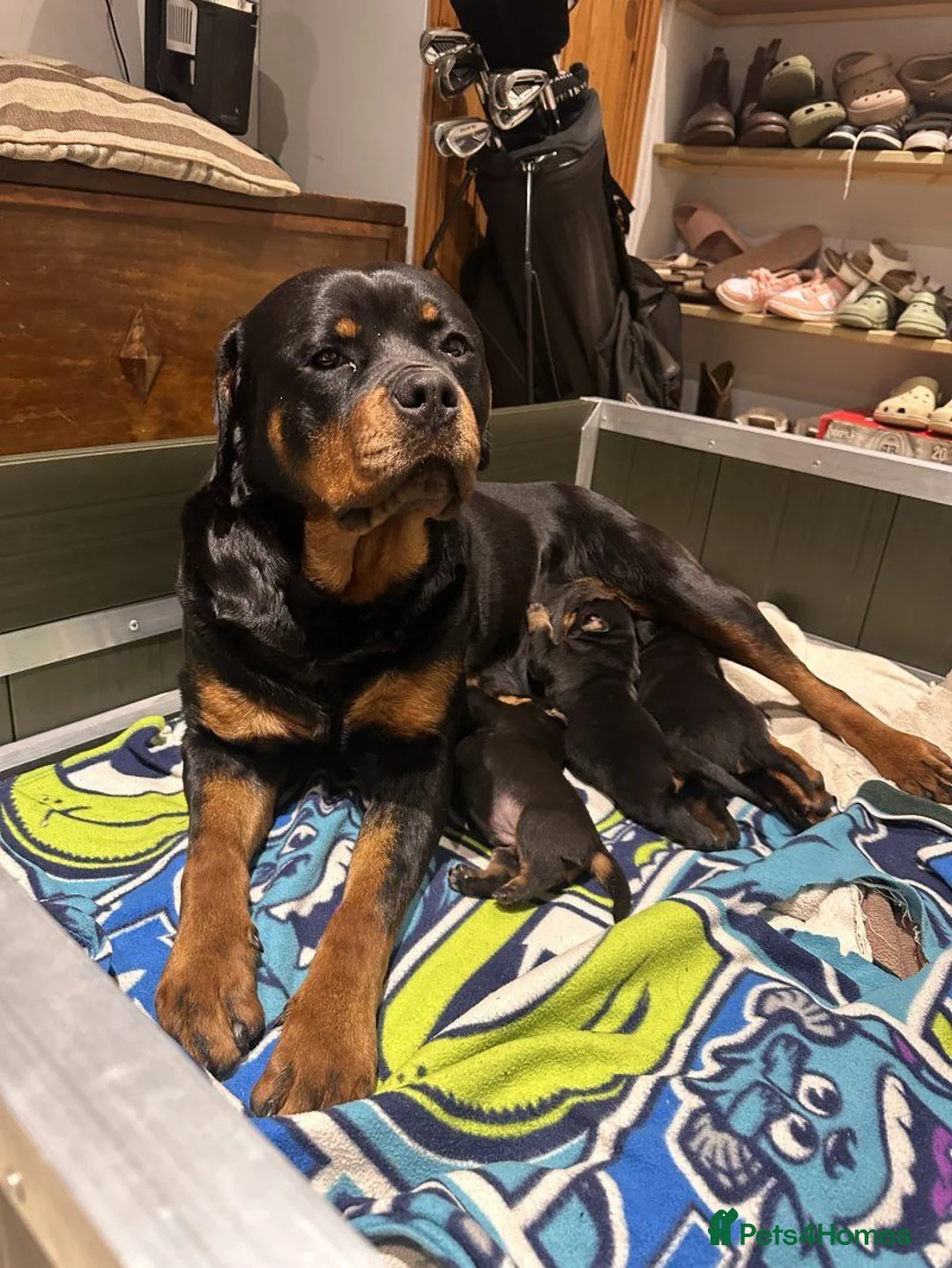 Rottweiler dogs for sale: Rottweiler pups in Bilston - Advert 7
