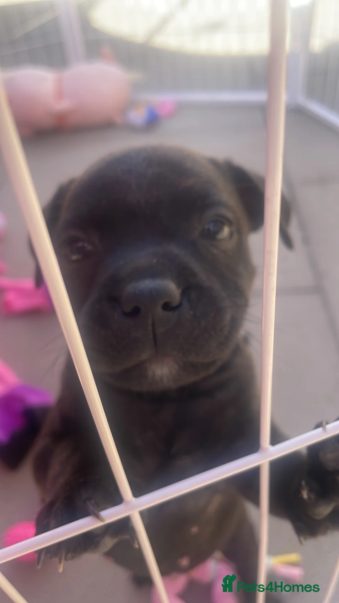 Staffordshire Bull Terrier dogs for sale: KC Beautiful litter of blue/red staffys  - Advert 2