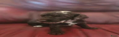 Cockapoo Puppy 5