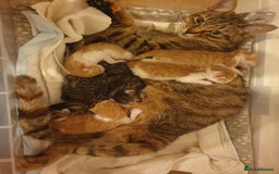 Mixed Breed cats for sale: Lovely ginger and white kitten - Image 4