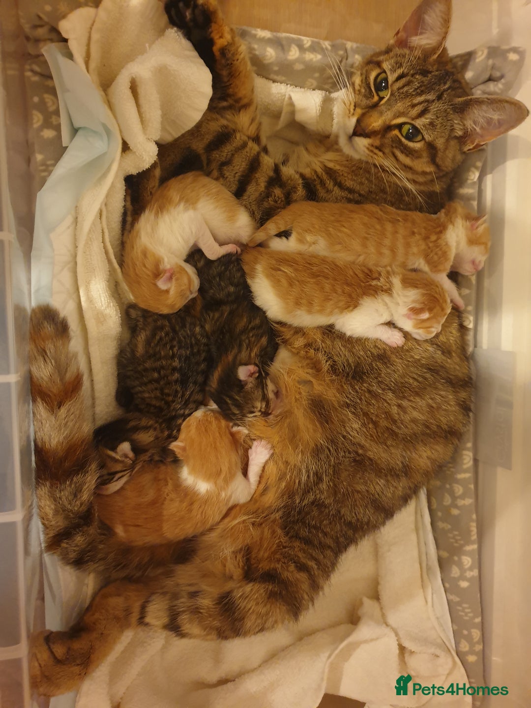 Mixed Breed cats for sale: Lovely ginger and white kitten - Image 4