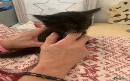 Ragdoll cats for sale: Ragdoll X - Image 3