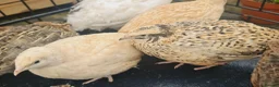 Quail poultry for sale: Jumbo Coturnix Quails and fertile eggs  - Advert 2