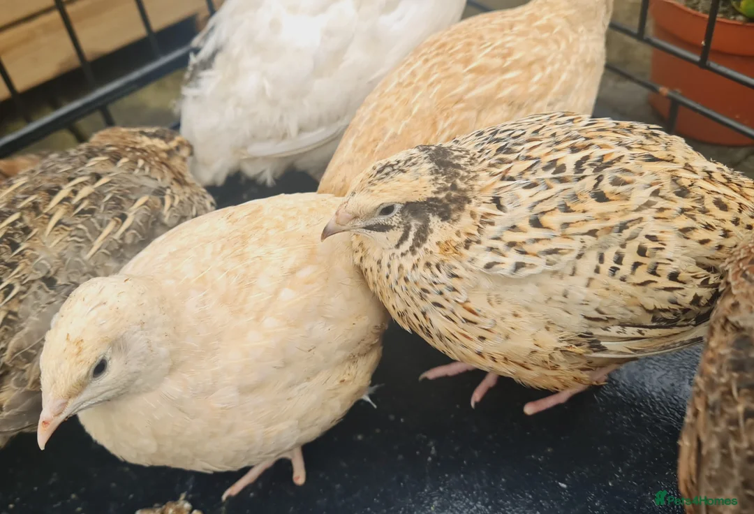 Quail poultry for sale: Jumbo Coturnix Quails and fertile eggs  - Advert 2