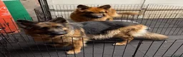 German Shepherd dogs for sale: Purebred German shepherd puppies  - Advert 20