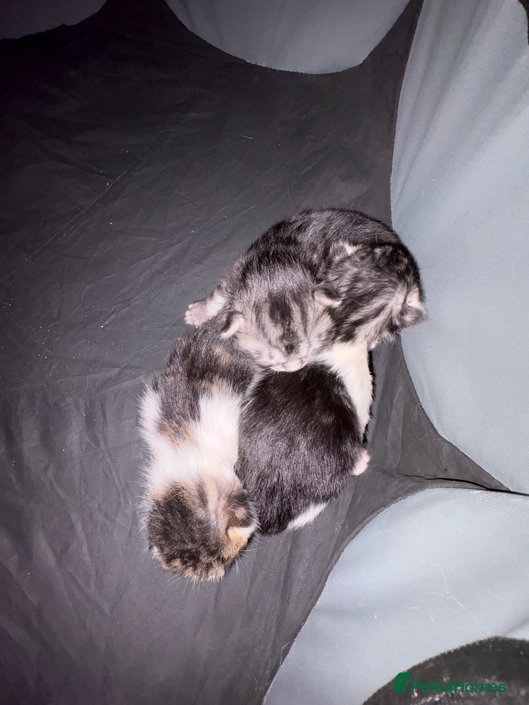 Scottish Fold cats for sale: Scottish fold/mixed - Advert 3
