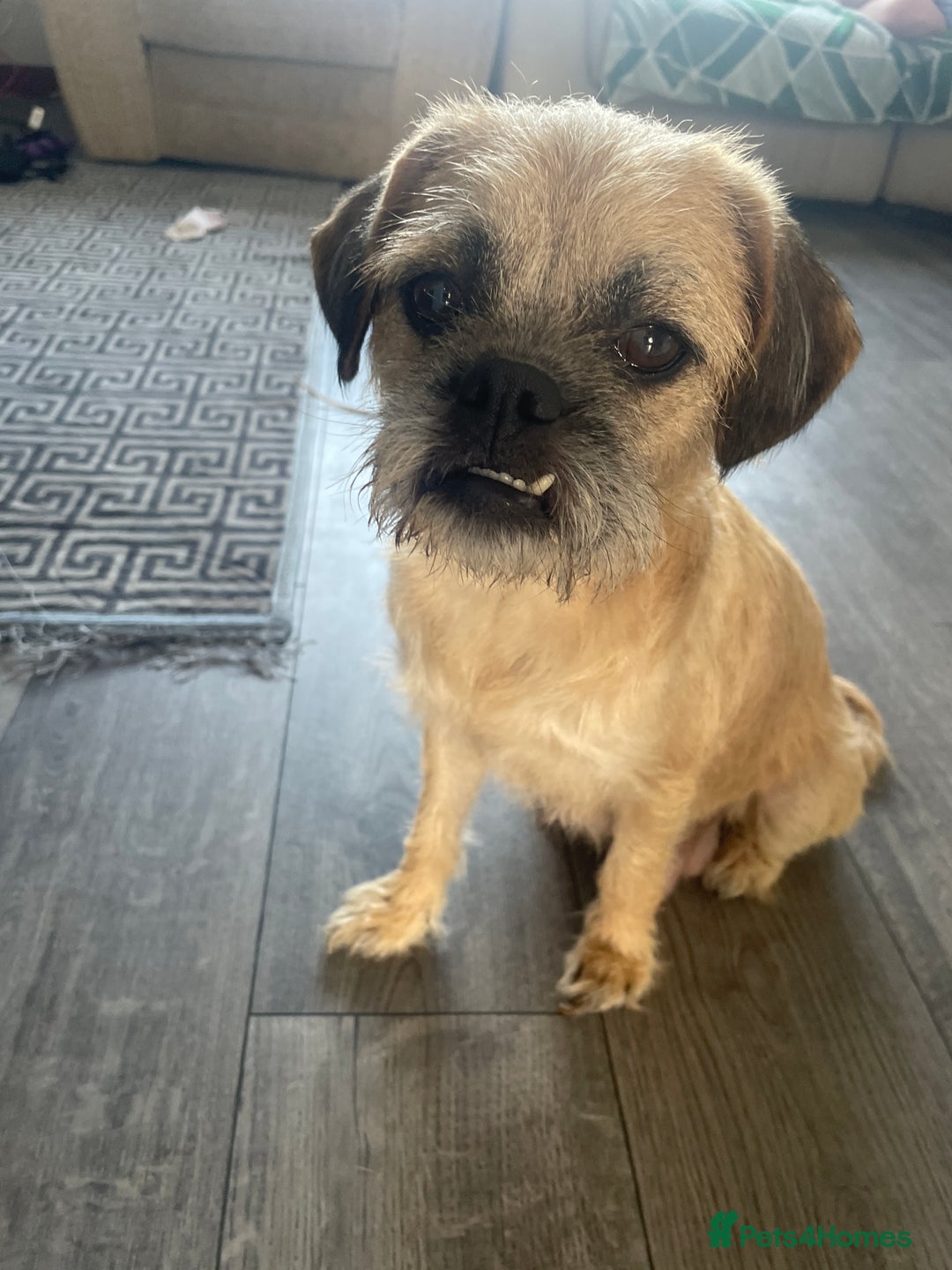 Mixed Breed dogs for sale: PUGAPOO  - Image 7
